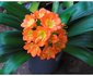 Clivia Gardens