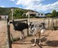 Carmens Farmgästehaus Oudtshoorn