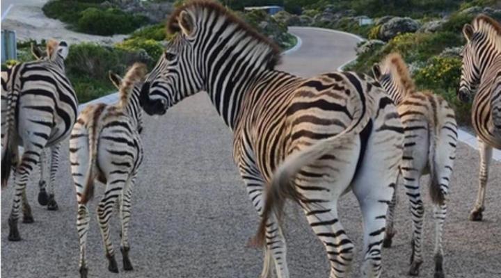 Salted Fynbos Staying