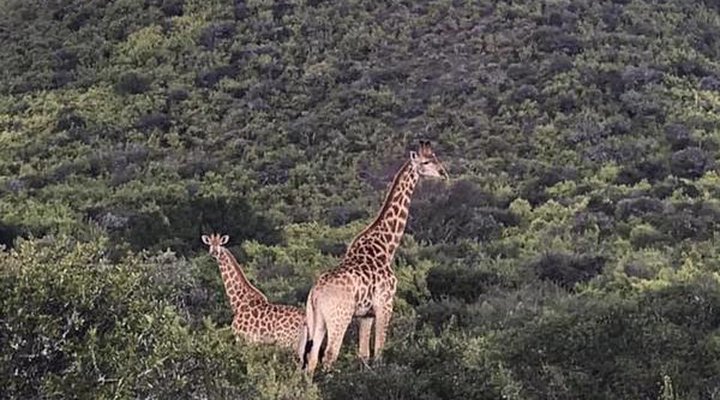 Glen Boyd Game Reserve