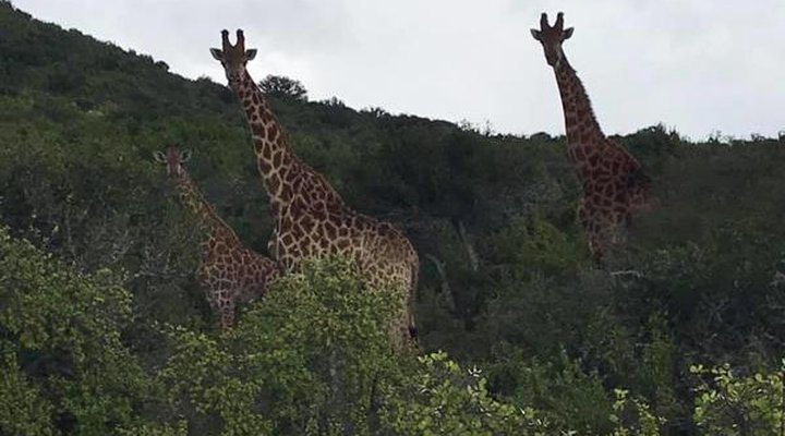 Glen Boyd Game Reserve