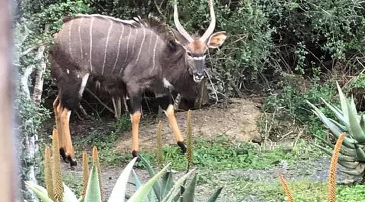 Glen Boyd Game Reserve