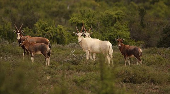Glen Boyd Game Reserve