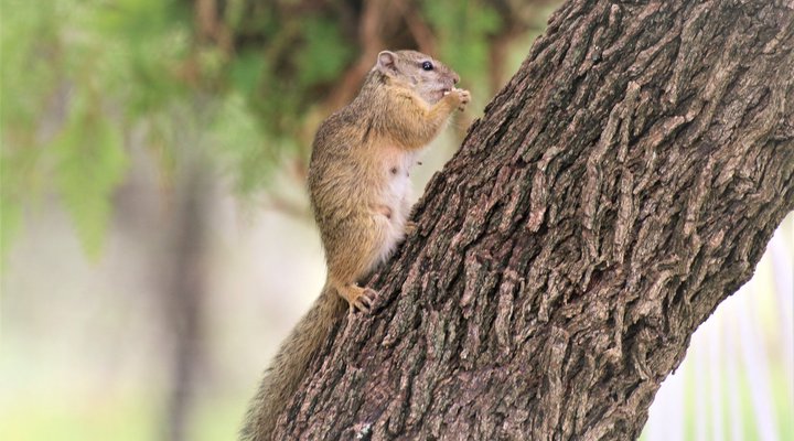 Thorn Tree Bush Camp - Accommodation