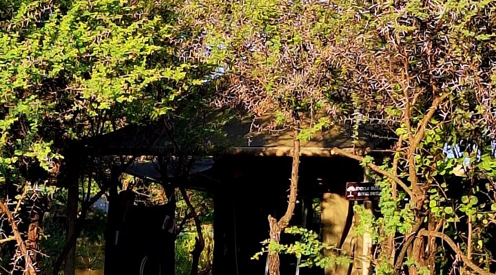 Thorn Tree Bush Camp - Accommodation