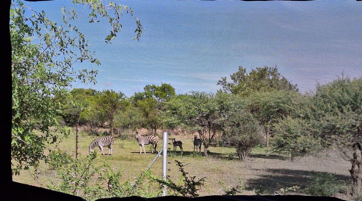 Thorn Tree Bush Camp - Accommodation