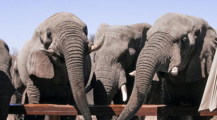 The Lodge at Feline Fields