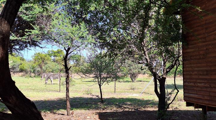 Thorn Tree Bush Camp - Tented camps and cabins