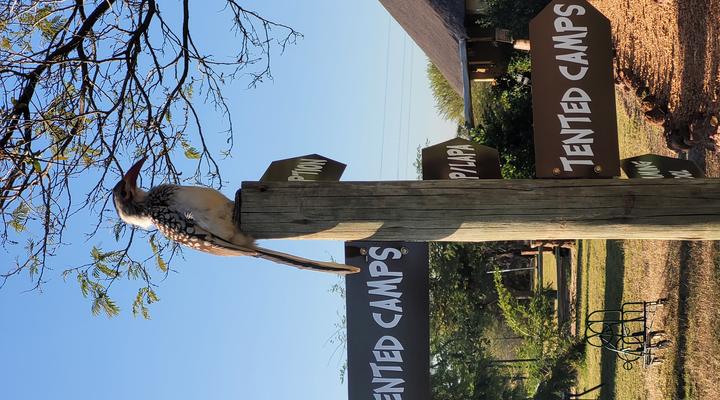 Thorn Tree Bush Camp - Tented camps and cabins