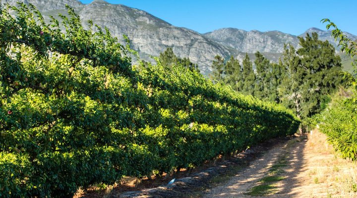 Franschhoek Farm Cottages