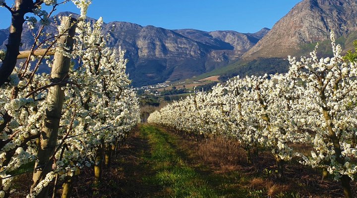 Franschhoek Farm Cottages
