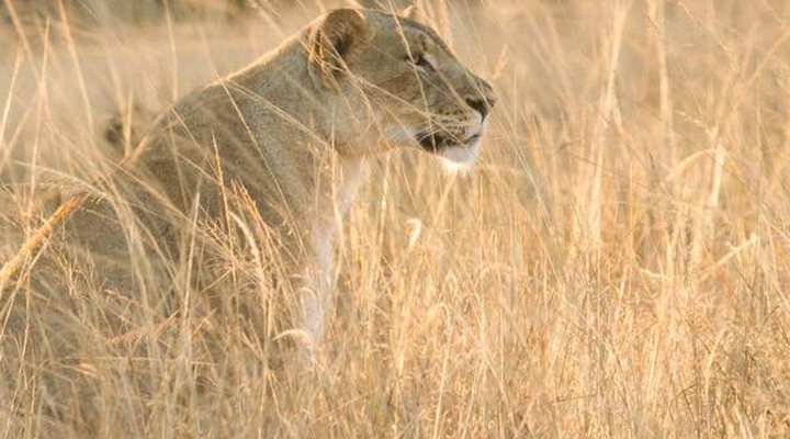 Sungulwane Private Game Lodge