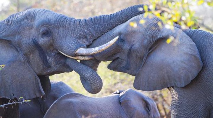 Sungulwane Private Game Lodge