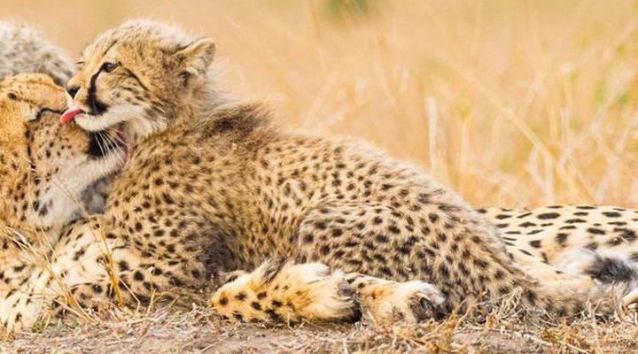 Sungulwane Private Game Lodge