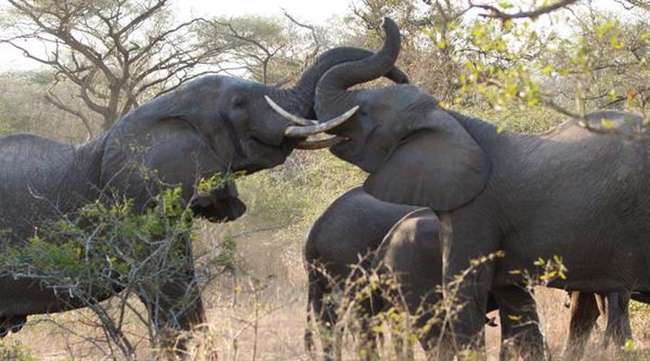 Sungulwane Private Game Lodge