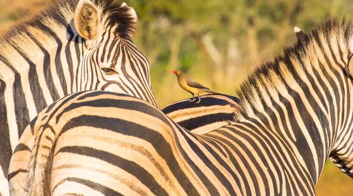 Sungulwane Private Game Lodge