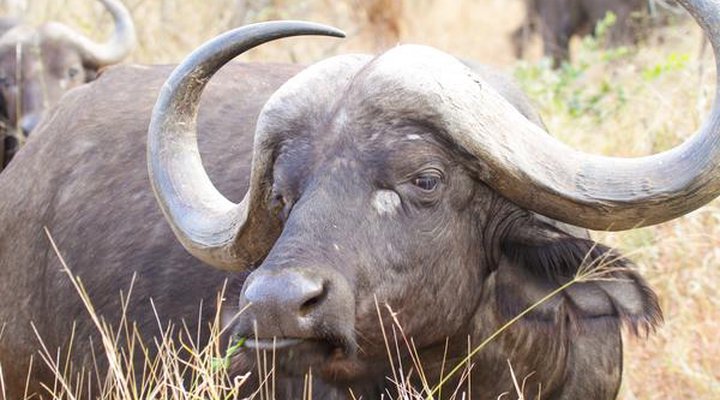 Sungulwane Private Game Lodge