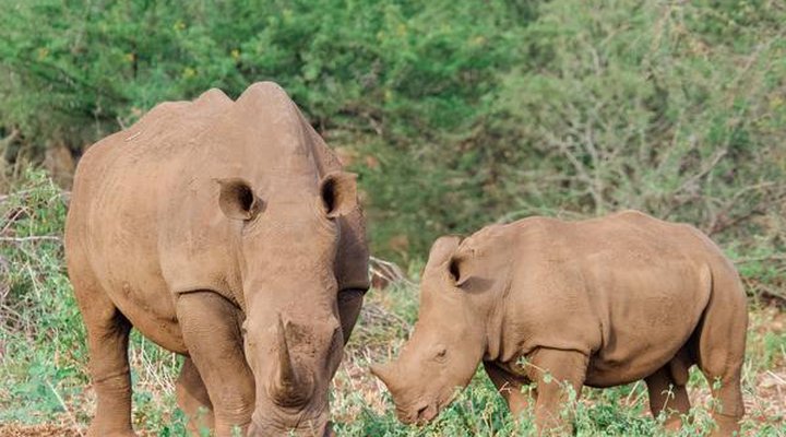 Sungulwane Private Game Lodge