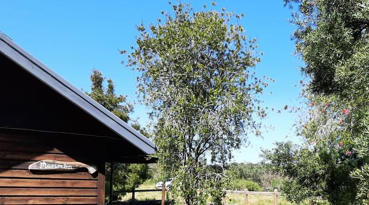 Peace of Eden ~ Vegan Forest Escape