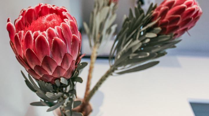 Minserie Collection: Classic Central House