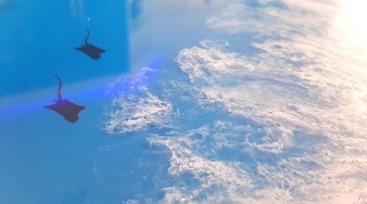 Beach Splendor @ 24 La Crete Sands