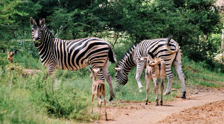 Buyskop Lodge, Conference & Spa