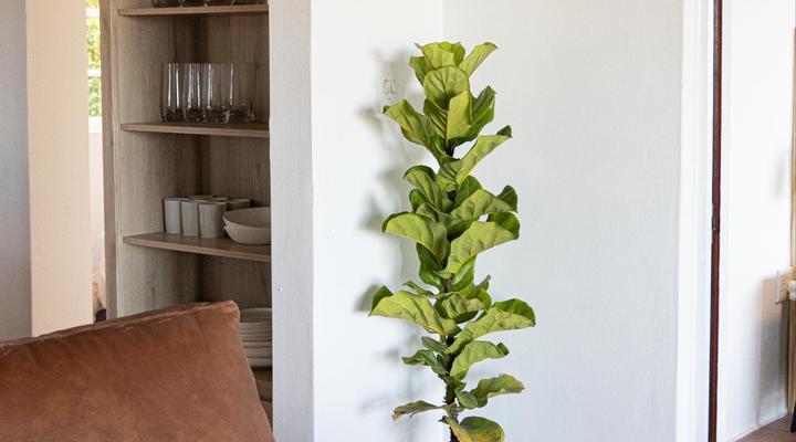 Middelpunt Branch Pepper