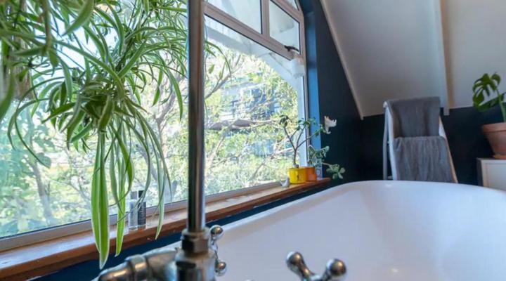 Cape Weaver Muizenberg