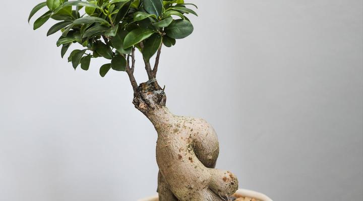 Namaste & Wanderlust Apartments