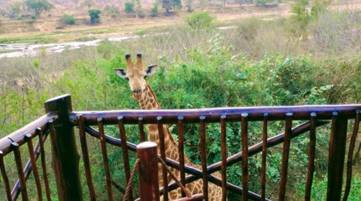 Bush Paradise Vacations