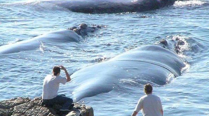 Hermanus Whale View Beach House