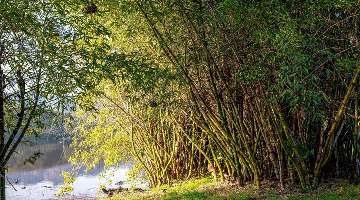 Lebanon Citrus Holiday Farm
