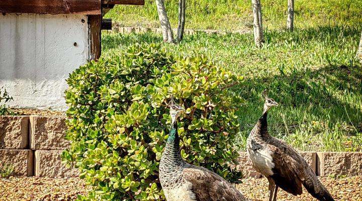 Capelands Resort PTY (LTD)