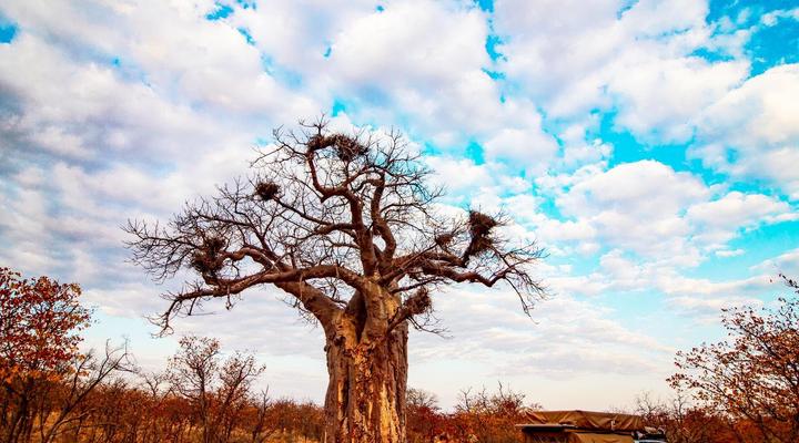 Mopane Bush Lodge