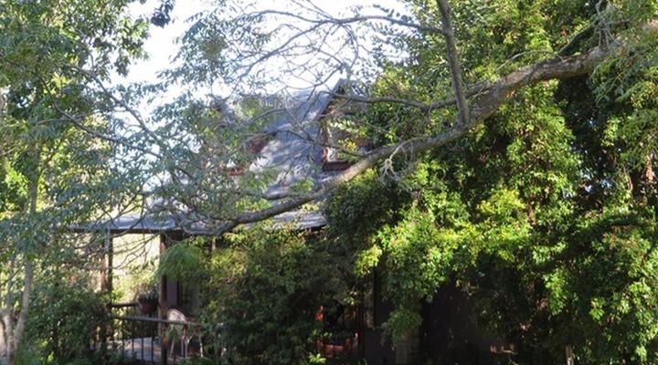 Peace of Eden ~ Vegan Forest Escape