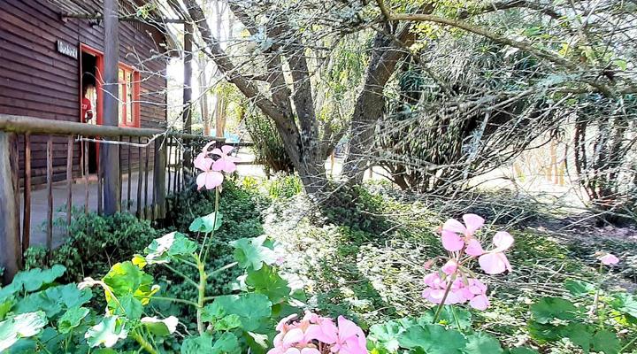 Peace of Eden ~ Vegan Forest Escape