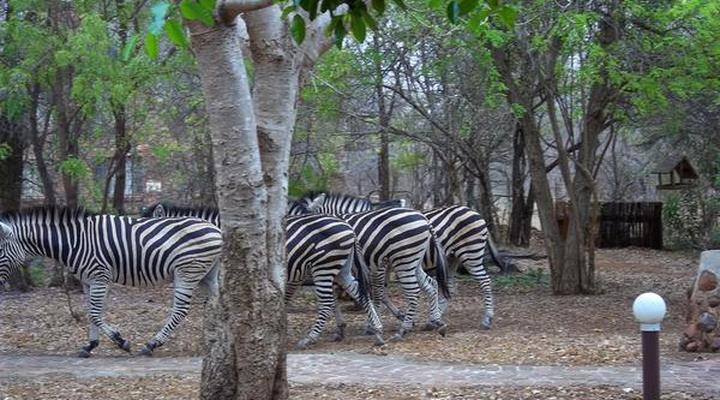 Phumula Kruger Lodge and Safaris