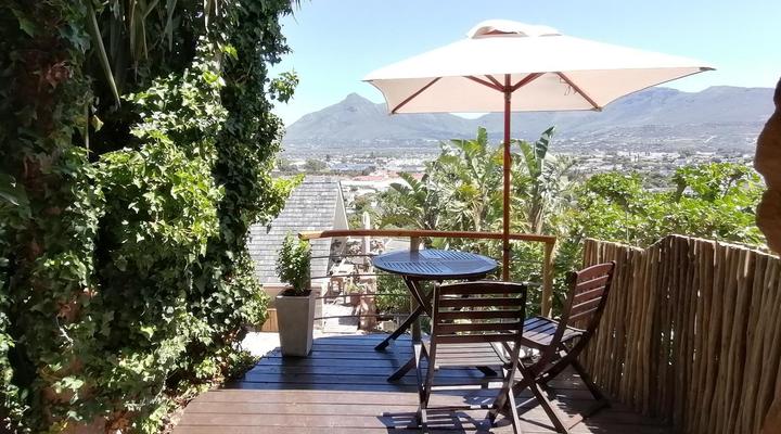 African Violet - Terraces