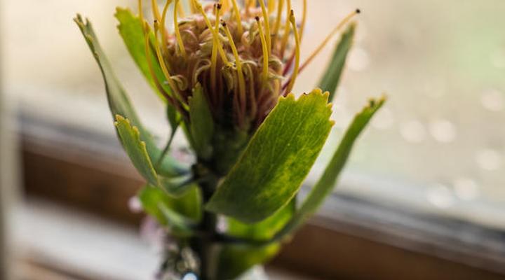 Blommekloof Country Cottages 