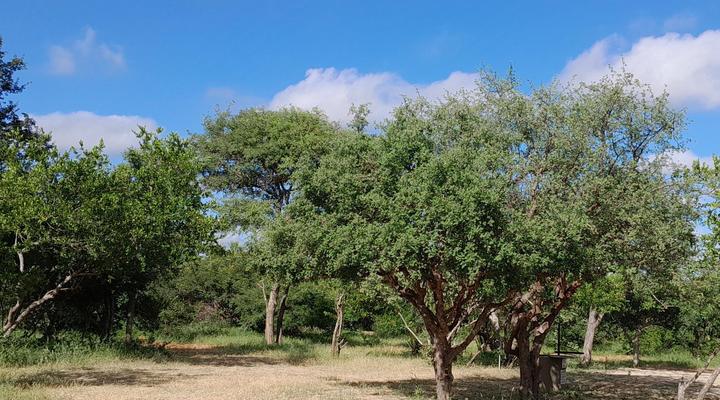 Maru Djembe Campsite Hoedspruit Greater Kruger