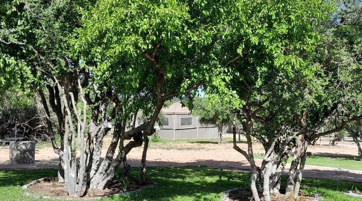 Maru Djembe Campsite Hoedspruit Greater Kruger