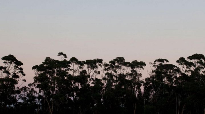 Blue Gum Country Estate