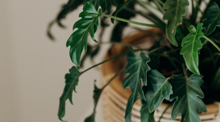 The Robberg Beach Lodge - Lion Roars Hotels & Lodges