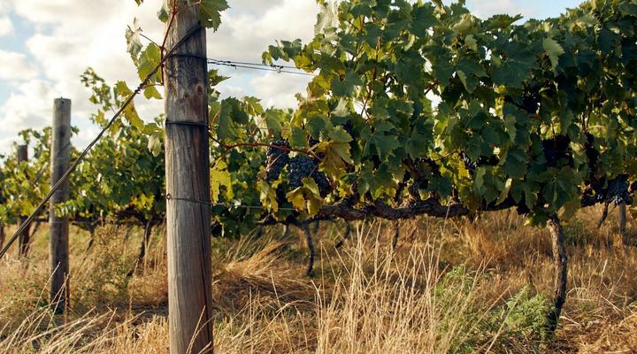 The Neighbour's Farm Homestead