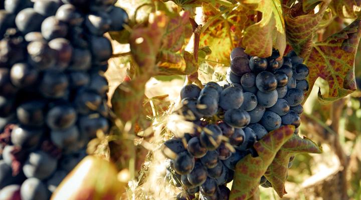 The Neighbour's Farm Homestead
