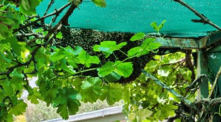 Spes Bona Guesthouse