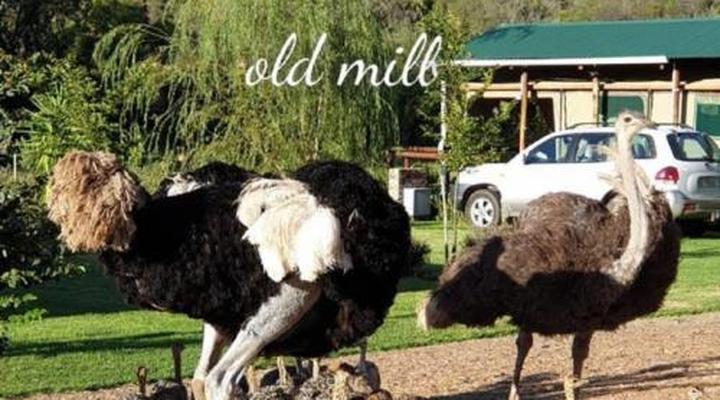 Old Mill Country Lodge, Working Ostrich Farm & Restaurant