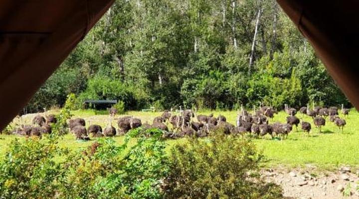 Old Mill Country Lodge, Working Ostrich Farm & Restaurant