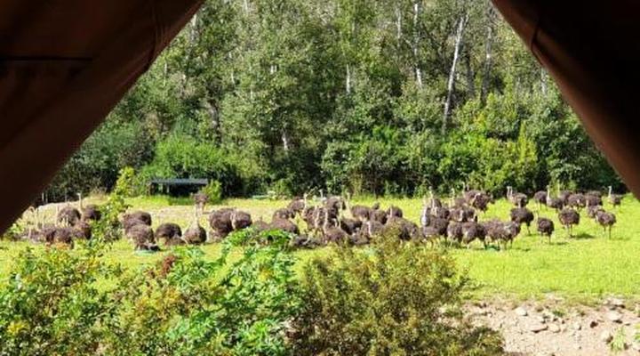 Old Mill Country Lodge, Working Ostrich Farm & Restaurant