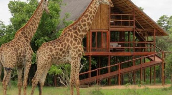 Pezulu Tree House Game Lodge